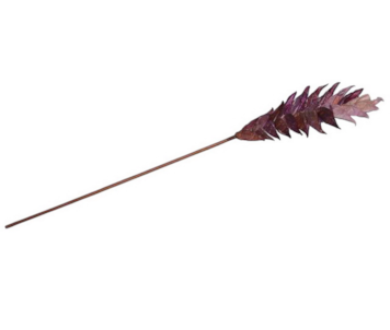 ESTRELICIA LILAS KA365-1PURPLE