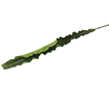 FOLHA ESTRELICIA 116cm 12387