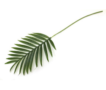 FOLHA PALMEIRA ARECA 86cm YC18-J07501