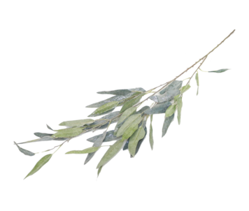 HASTE EUCALIPTO 120cm HZY00805S1