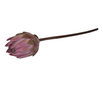 HASTE PROTEA 67cm ROSA TMH19001#1