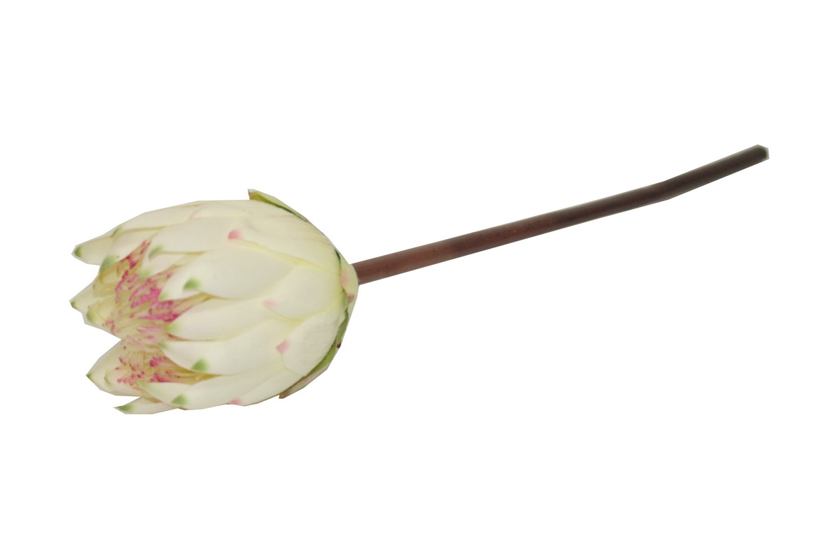 HASTE PROTEA 67cm PER TMH19001#5