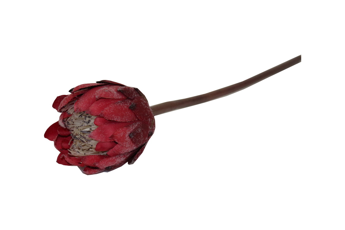 HASTE PROTEA 67cm VRM TMH19001#9