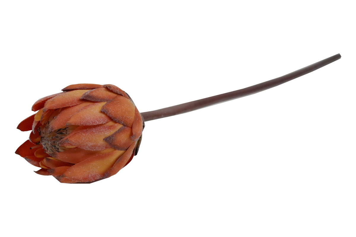 HASTE PROTEA 67cm LAR TMH19001#10