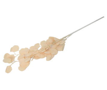 HASTE EUCALIPTO 107cm CREM TS2019X009#9
