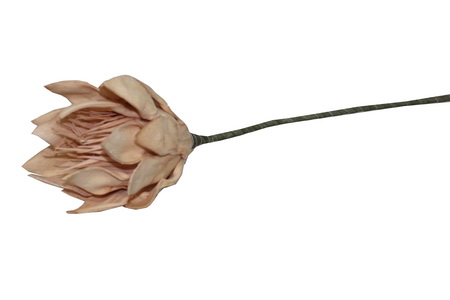 HASTE PROTEA 69cm SALM TL05942B-AG