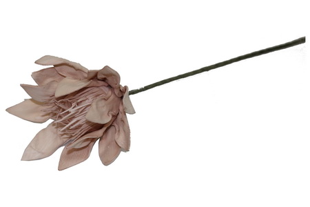 HASTE PROTEA 69cm ROSA TL05942B-AQ