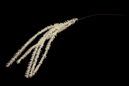 HASTE FLOR 120cm BRAN TL04245A-AA