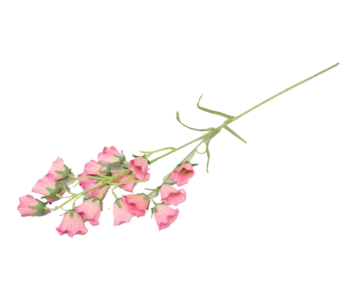 HASTE ROSA 04.L19630-DK/PK