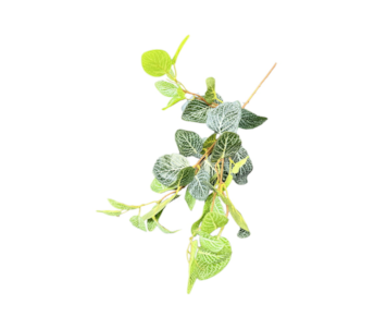 HASTE FITONIA VRD 80x30 37057