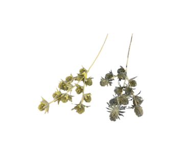 HASTE SILVESTRE FLOC 63cm 30311
