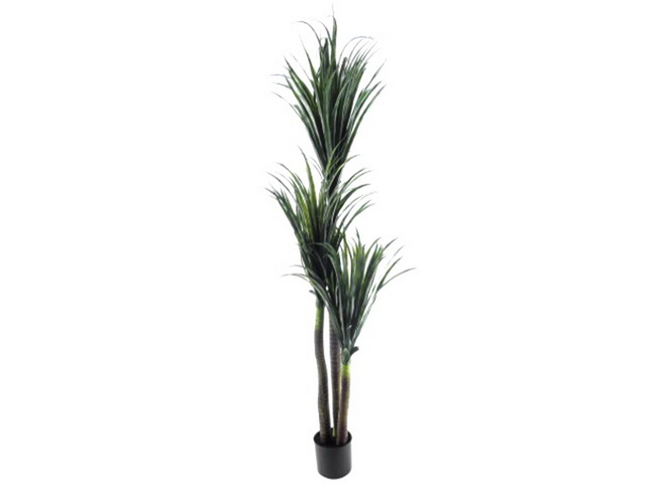 PLANTA DRACAENA 180cm 04 0013209
