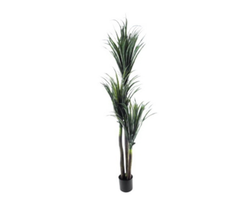 PLANTA DRACAENA 180cm 04 0013209