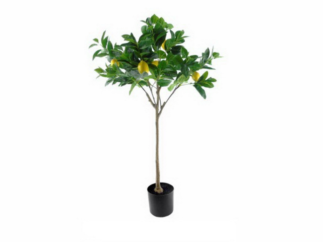 PLANTA LIMOEIRO 120cm  04 0013203