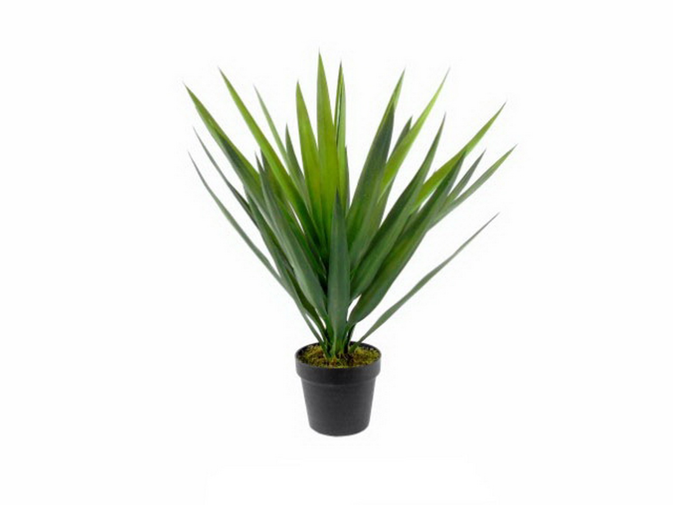 PLANTA YUCCA 70cm  04 0012117