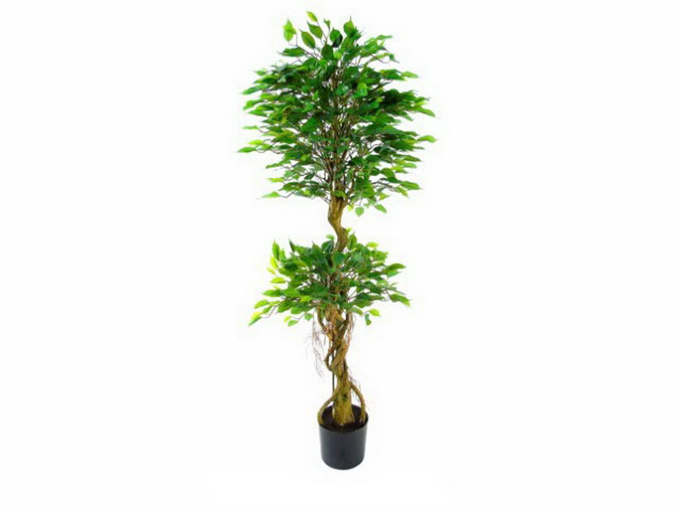 PLANTA FICUS 150cm  04 0007055