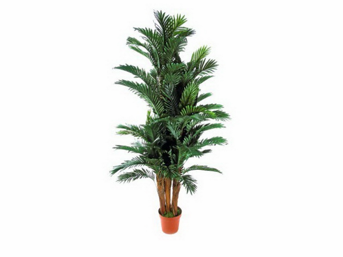 PLANTA PALMEIRA 170cm  04 0003469