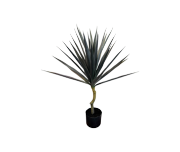 PLANTA AGAVE 80cm 40024