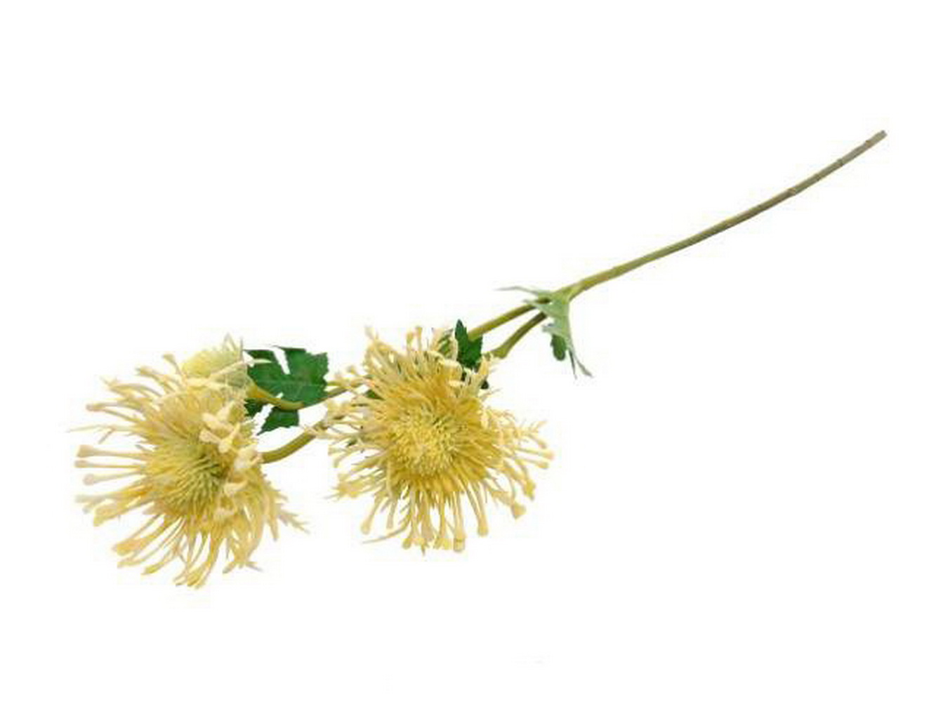 HASTE LEUCOSPERMUN CREM 66cm 04 0013906