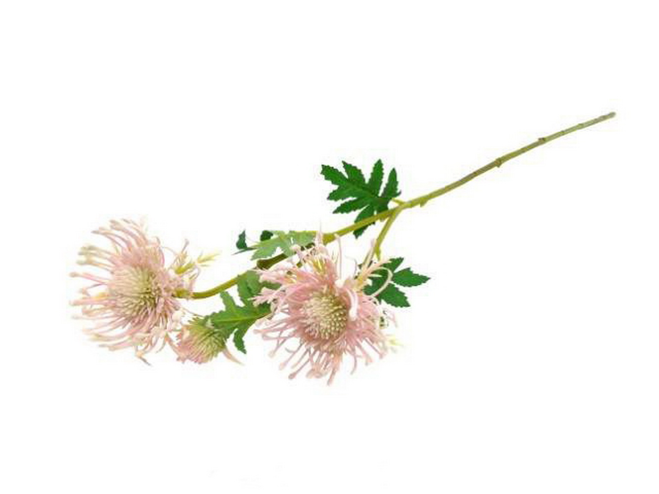 HASTE LEUCOSPERMUN RS 66cm 04 0013907