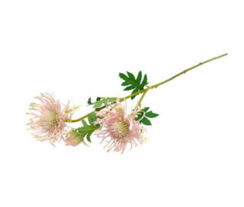 HASTE LEUCOSPERMUN RS 66cm 04 0013907