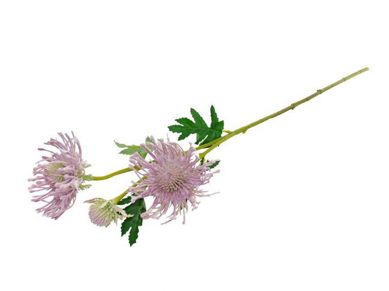 HASTE LEUCOSPERMUN LILAS 66cm 04 0013908