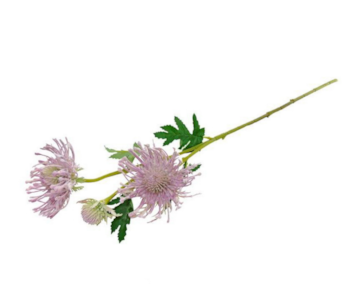 HASTE LEUCOSPERMUN LILAS 66cm 04 0013908