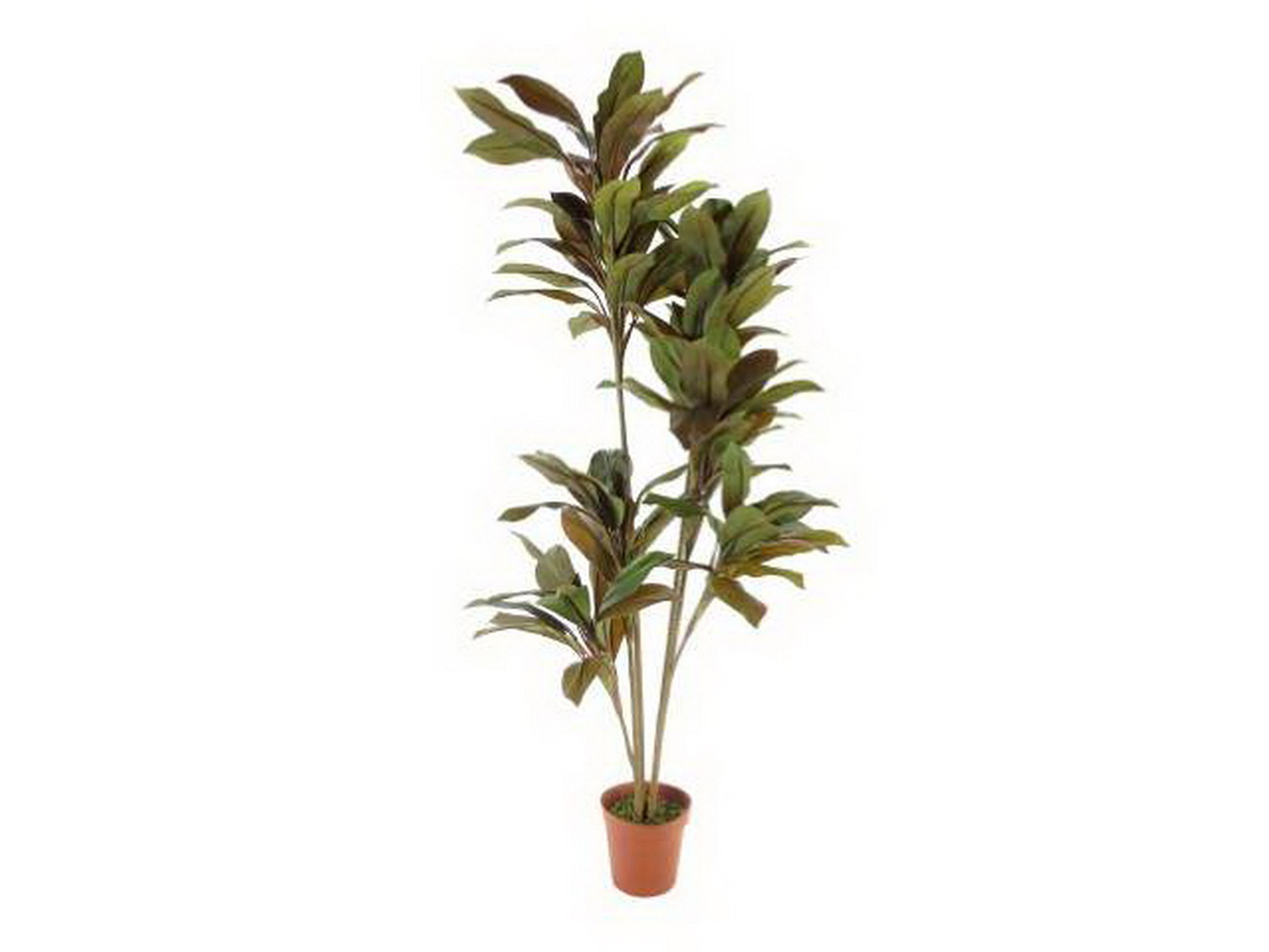 PLANTA CORDYLINE 170cm 04 0014373
