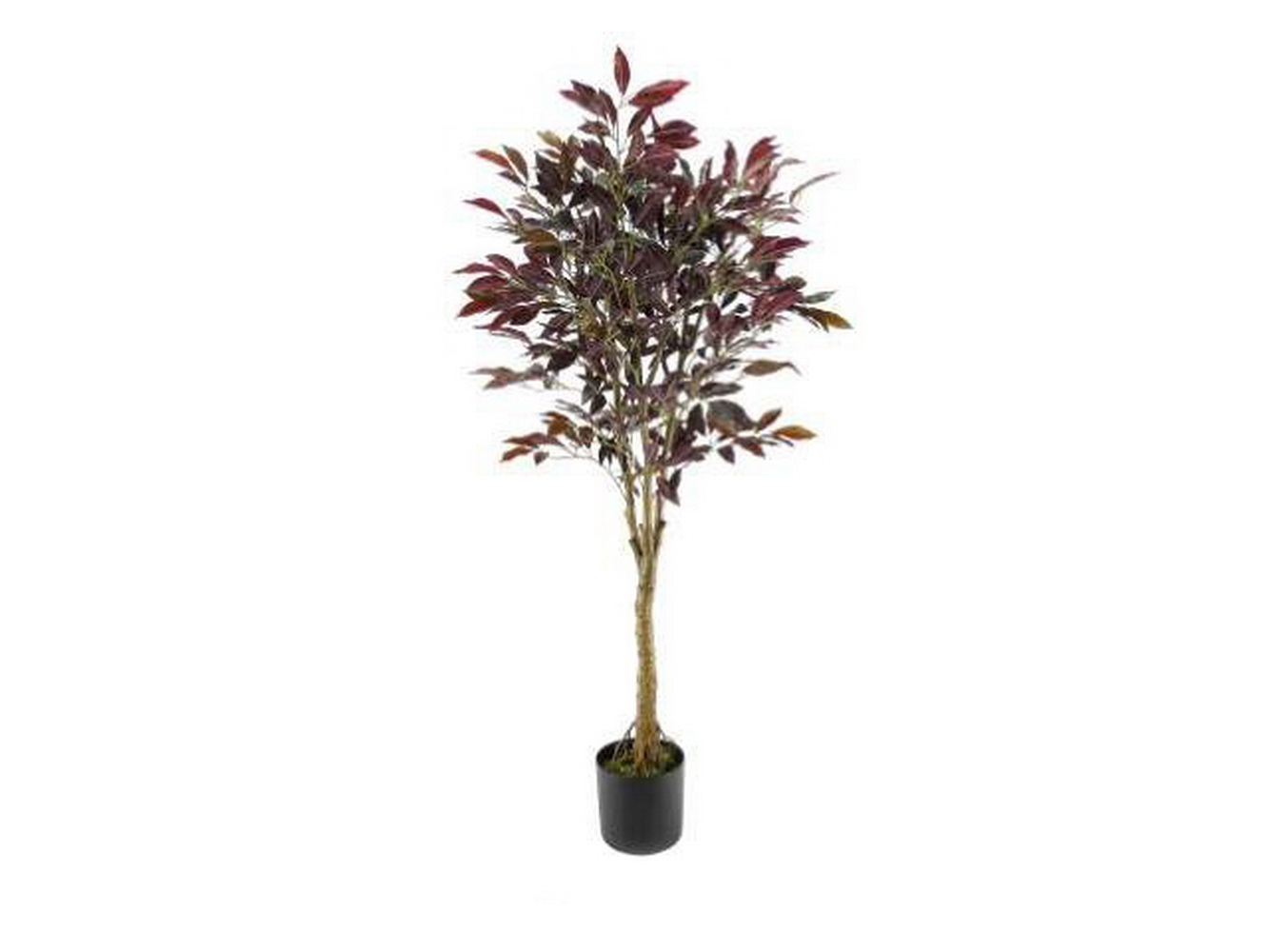 PLANTA ART CRENATA 150cm 04 0014395