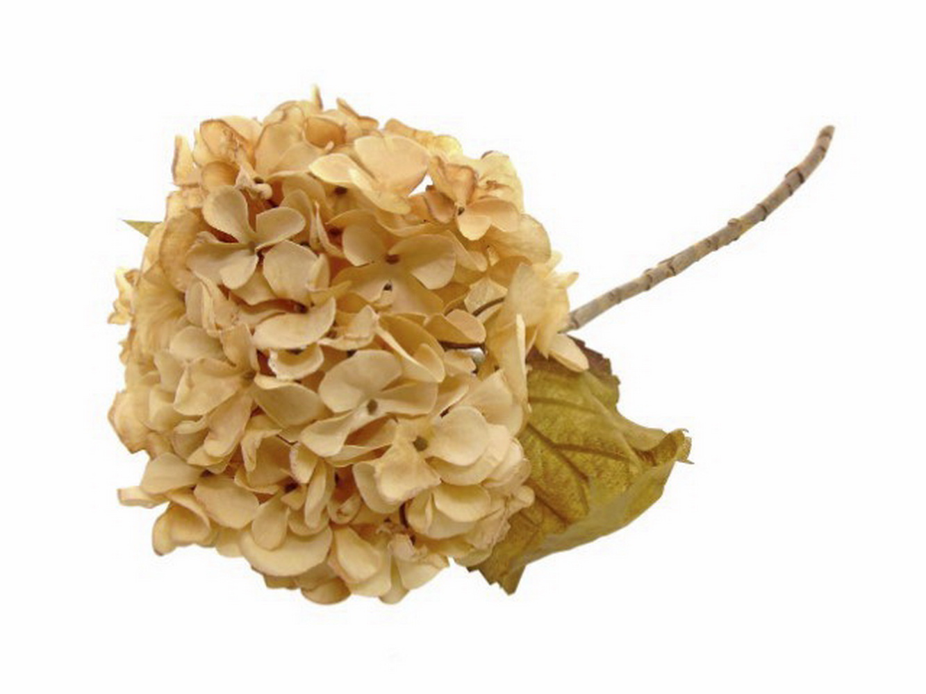 HASTE HORTENSIA CREME 46cm 04 0012846
