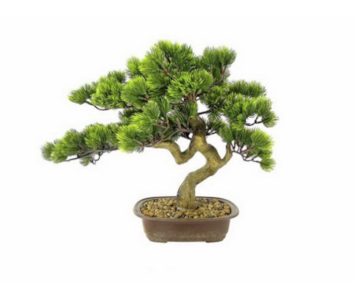 PLANTA BONSAI PINE VRD 46cm 04.0010787