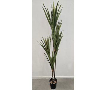 PLANTA YUCCA T 160cm 40035