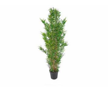 PLANTA MINI MAMBOO 180cm 04 0009465