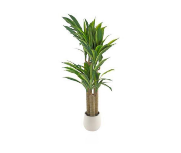PLANTA DRACAENA 130cm 04 0015054
