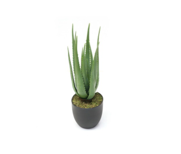 PLANTA ALOE 57cm YC15-ALOE-A1